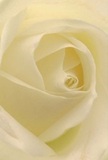 This image enfolds you within the heart of a creamy-white rose, its delicate petals opening in an intimate embrace reminiscent of peaceful mornings at Scadbury Park. The soft, swirling paths of each velvet petal draw you in, cloud-like and featherlight as if kissed by the freshest dew. Gentle shadows linger between ivory layers, lending an almost poetic depth. The mood is serene, mirroring a quiet Chislehurst street at dawn-a perfect expression of reverence and sympathy, as well as admiration or hopeful beginnings. The artistry is evident in each curved fold, every arrangement testifying to the expertise of Chislehurst florists. The subtle, lingering scent is understated, enhancing the sense of calm. This perspective doesn't just portray a flower, but captures the emotion and care behind every meaningful choice made for loved ones and special moments in the Chislehurst community.